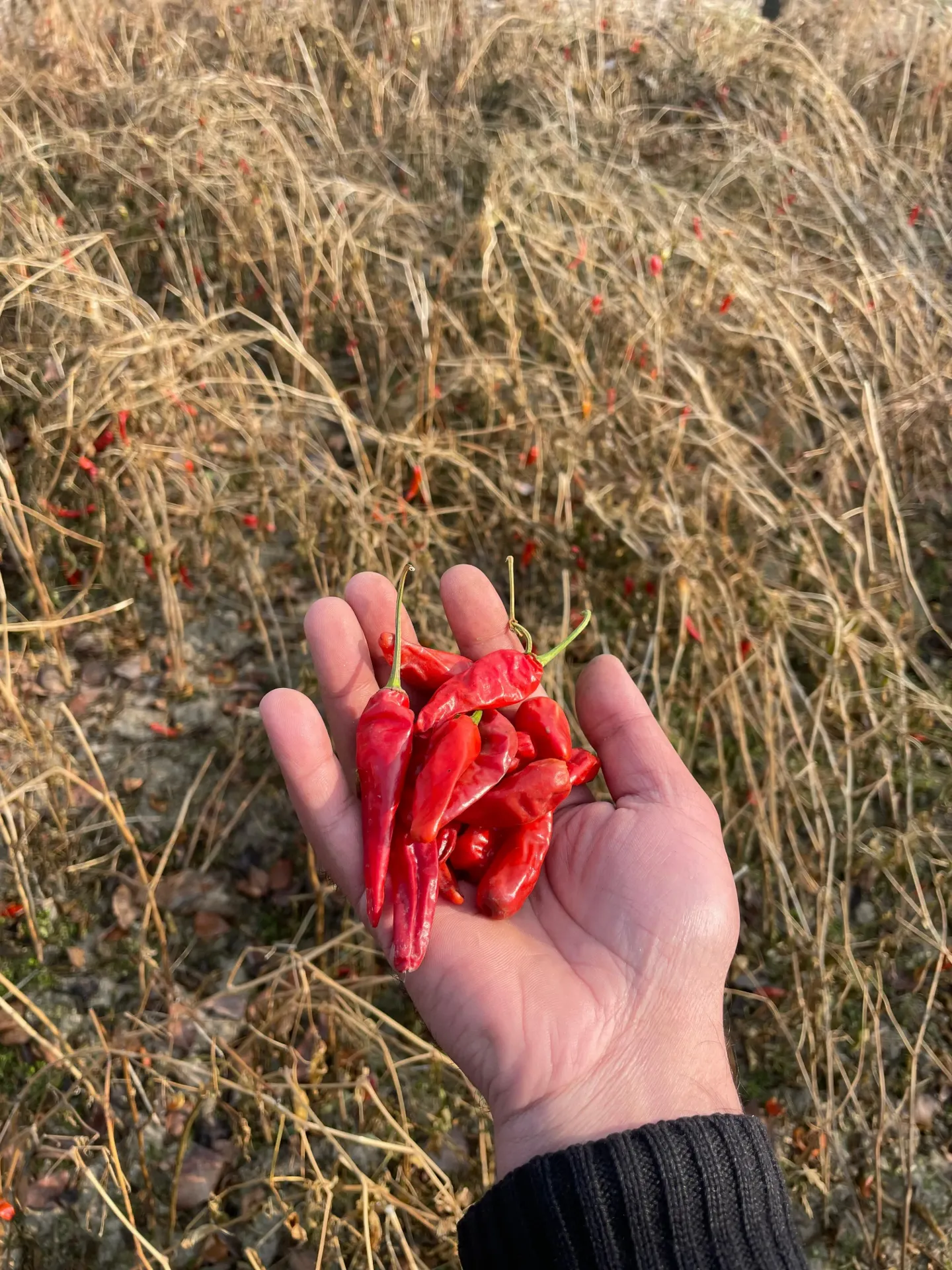 Kashmiri Raw Mirchi (Half kg)